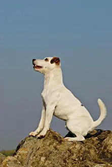 Parson: Parson Jack Russell Terrier, sitting