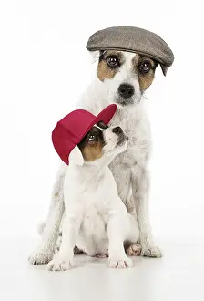 Fathers: Parson Jack Russell Terriers Dog adult and puppy