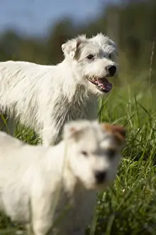 Parson: Two Parson Russel Terriers