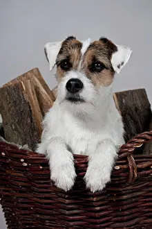 Parson: Parson Russell Terrier in a basket with firewood