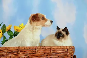 Parson: Parson Russell Terrier and a Birman or a Sacred
