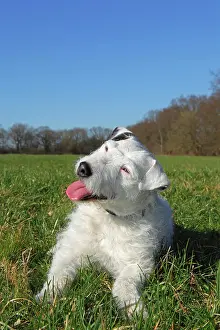 Parson: Parson Russell Terrier (Canis lupus familiaris)