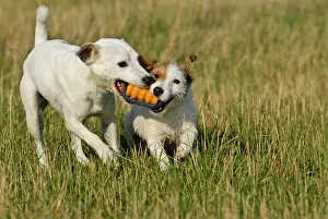 Parson: Parson Russell Terrier and Jack Russell Terrier