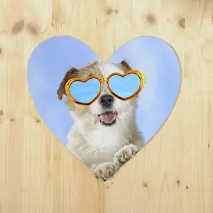 Russells: Parson Russell Terrier looking through a wooden