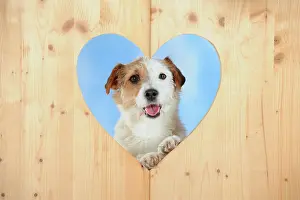 Parson: Parson Russell Terrier looking through a wooden