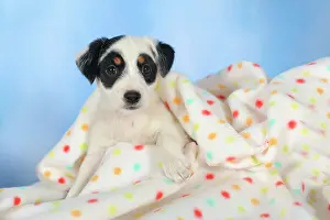 Parson: Parson Russell Terrier lying under a blanket