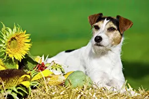 Parson: Parson Russell Terrier lying on straw