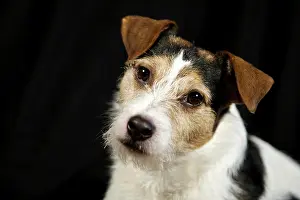 Parson: Parson Russell Terrier, portrait