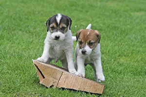 Parson: Parson Russell Terrier puppies, 6 weeks old, next