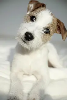 Parson: Parson Russell Terrier puppy, 6 months, lying on