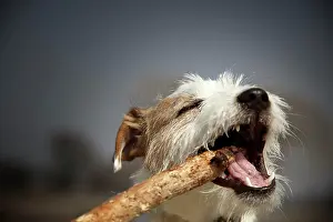 Biting: Parson Russell Terrier puppy, 7 months, biting a