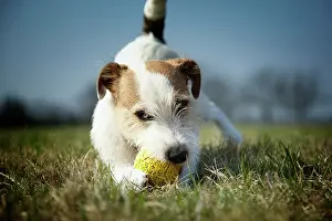 Parson: Parson Russell Terrier puppy, 7 months, playing