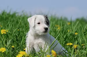 Parson: Parson Russell Terrier, puppy, sitting on a dandelion