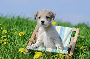 Times: Parson Russell Terrier puppy sitting in a mini deck