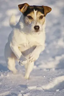 Parson: Parson Russell Terrier running in the snow