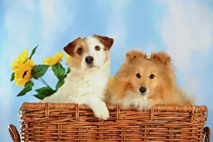 Parson: Parson Russell Terrier and a Sheltie or a Shetland