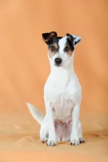 Parson: Parson Russell Terrier sitting