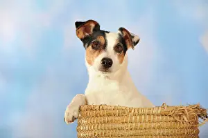 Parson: Parson Russell Terrier sitting in a basket