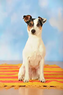 Parson: Parson Russell Terrier sitting on a blanket
