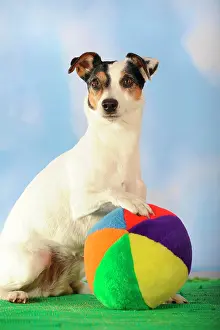 Parson: Parson Russell Terrier sitting next to a colourful