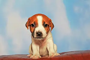 Parson: Parson Russell Terrier sitting on leather cushion