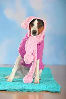 Scarf: Parson Russell Terrier wearing a pink scarf and