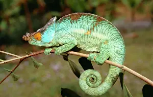 Calumma: ParsonIs CHAMELEON - on branch