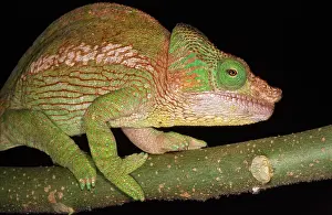 Calumma: Parson's Chameleon
