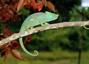 Calumma: Parson's Chameleon