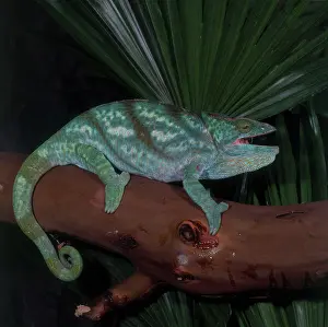 Calumma: Parson's Chameleon