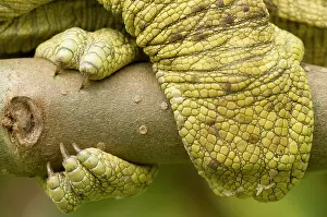 Calumma: Parson's Chameleon