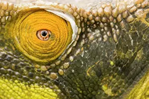 Calumma: Parson's Chameleon