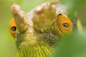 Calumma: Parson's Chameleon