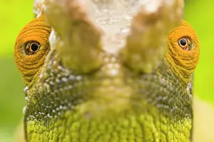 Calumma: Parson's Chameleon