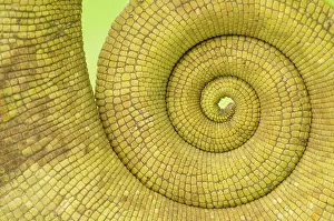 Calumma: Parson's Chameleon