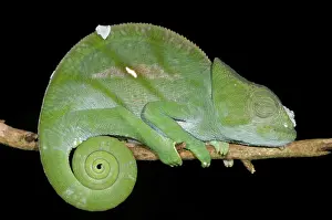 Calumma: Parson's Chameleon