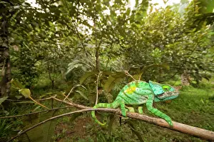 Calumma: Parson's Chameleon