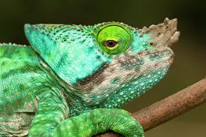 Calumma: Parson's Chameleon