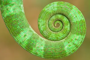 Calumma: Parson's Chameleon