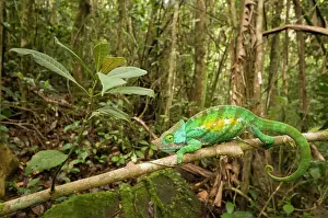 Afrika: Parson's Chameleon
