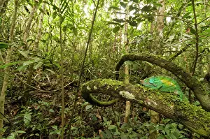 Afrika: Parson's Chameleon
