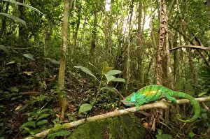 Afrika: Parson's Chameleon