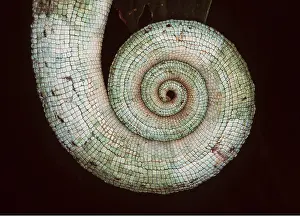 Spiral: Parson's CHAMELEON - C/U CURLED TAIL