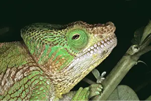 Chameleon: Parson's CHAMELEON -C/U HEAD