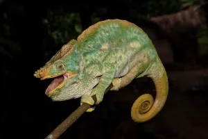 Calumma: Parson's chameleon (Calumma parsonii), Andasibe