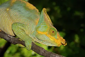 Adaption: Parsons chameleon (Calumma parsonii parsonii), male