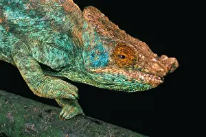 Chamaeleo: PARSON'S CHAMELEON chamaeleo parsonii, Portrait