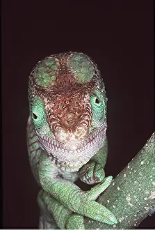 Chameleon: Parson's CHAMELEON - close-up head facing
