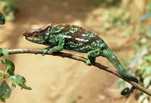 Calumma: Parson's Chameleon - male