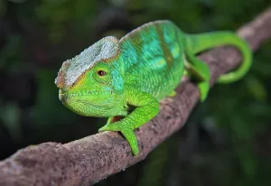 Adaption: Parson's chameleon male (Calumma p. parsonii) of t